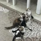 قطط للتبني
