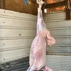 ذبيحه نعيمي حري تيس