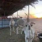 حشو قصب