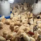 صوص بلدي