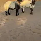 مشاريع فحول طيبه وصنف