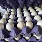 بيض فيوم مع بلدي مخصب تخصيب عالي