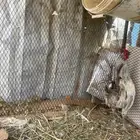 ديك شبابي كفوو  ذكرو الله