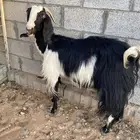 عنز مشروكه دافع طيبه