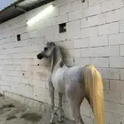 حصان شعبي