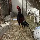 دجاج باكستاني