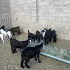 تيوس عارضية