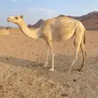 بكره