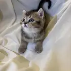قطط صغيره سكوتش كيتن للبيع