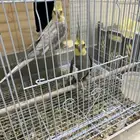 للبيع ببغاء كروان باكستاني