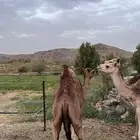 قعدان