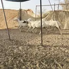 غنم دفيع