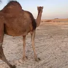 ناقه حمرا لقحه