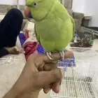 للبيع دره اليف. ومتكلم ذكر شرط