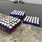 بيض دجاج فيومي مخصب