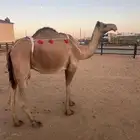 ناقه صفرا ضريبه مبيوع ولدها اليوم