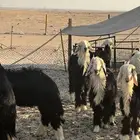 طليان نجد بريه نظيفه طيبه للبيع جمله وتفريد