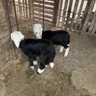 رخال نجد على الحليب والبرسيم والشعير