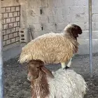 جذعة نعيمية فاخرة