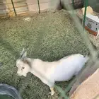 تيس   قزمي للبيع