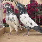 للبيع زوج تيدي