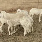 طلي فحل مشروط ثني طول جنب ورتفاع ونتاجه موجود