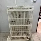شبك كاسكو ببغاء