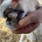 ضان ولد 2 معها 4 السن موضح بالصوره