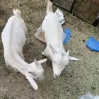 ماعز القزم