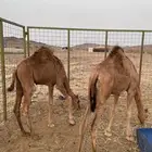 حشو للبيع