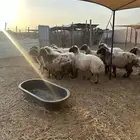 غنم نعيم للبيع