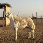 فحل حري صنف من مراح طويق