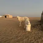 مواليد حريات حرش