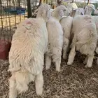 طليان حري فل شحم ولحم
