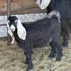 عنز عارضي