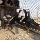 شامو الماني