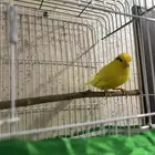 كناري