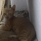قطة صغيرة للتبني