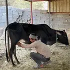 الجنوب العلتيه