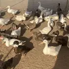 بط بكيني وشرشيري