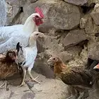دجاج للبيع