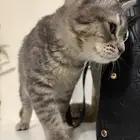 قطو لتبني مستعجل