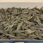 عود كمبودي تايقر درجة أولى جملة وتجزئة