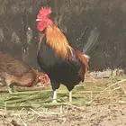 ديك عربي ترثه