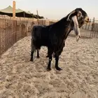 فحل عارضي