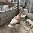 للبيع ديك رومي