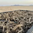 حطب أفريقي مستورد تواصل خاص