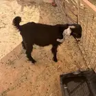 تيوس لباني