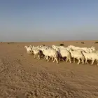 غنم حريات مراح حرش 58