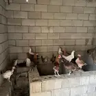دجاج للبيع